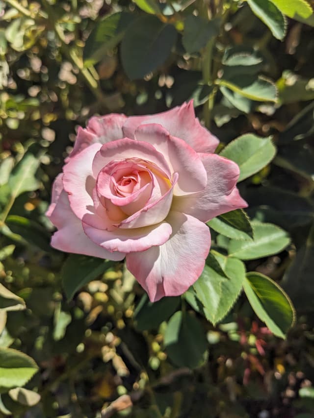 Pinkerbelle hybrid rose flower